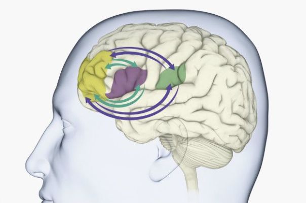 Cerebro area de Broca